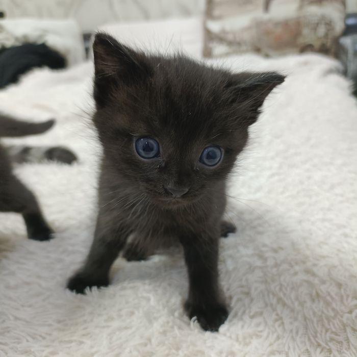 Отдам котят в хорошие руки