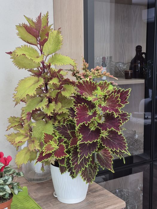 Продам комнатные растения