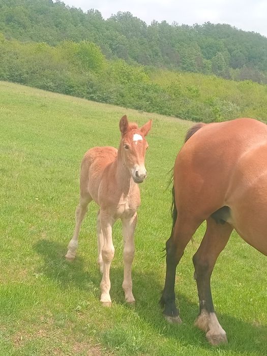 Vnd iapă cu manza de 2 săptămâni