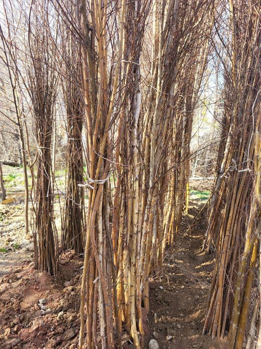 Берёза (la betula)