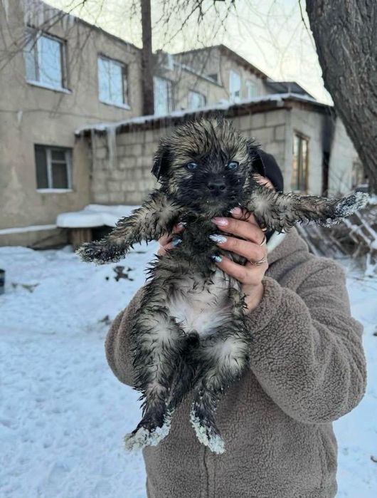 Отдадим чудесных щенят