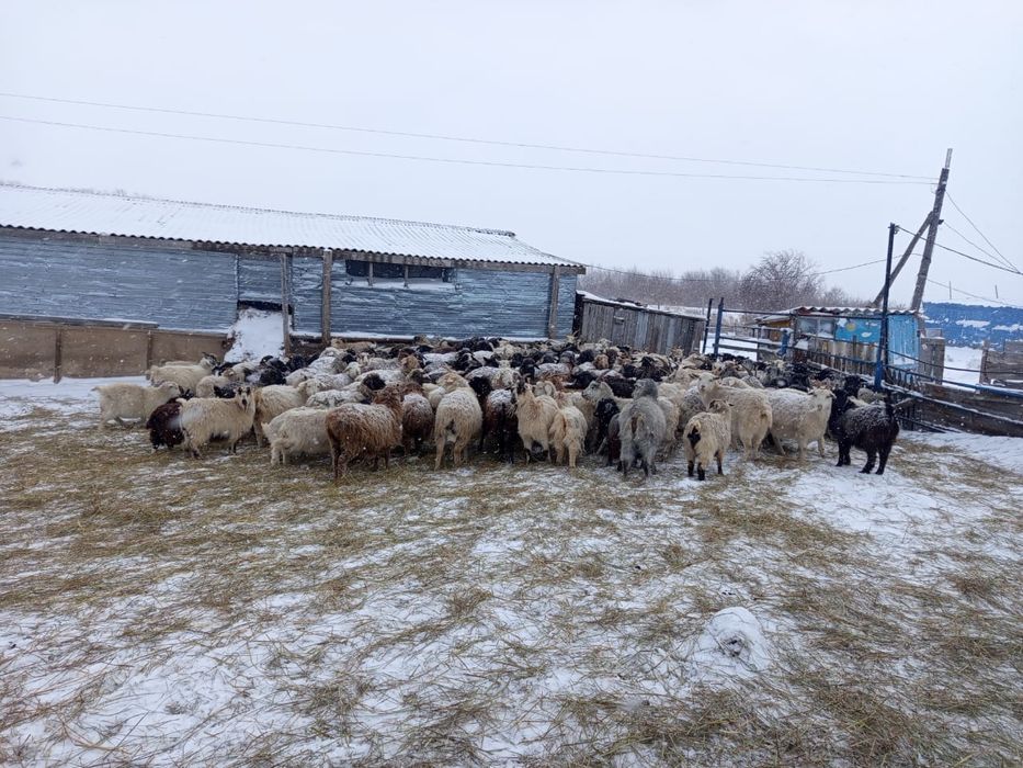 Продам баранов , коз