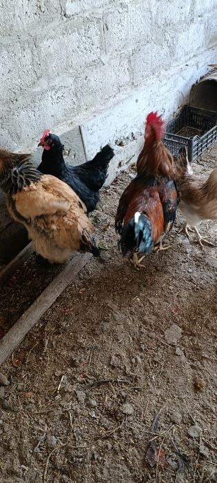 Dakan xoʻrozlar sotiladi