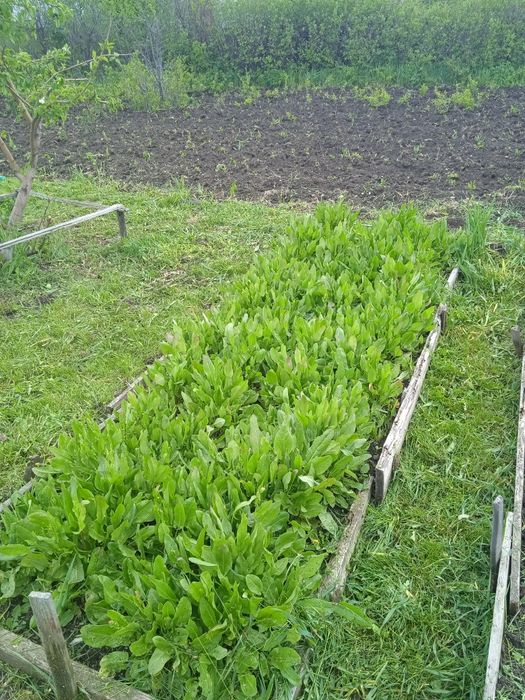 СРОЧНО за 2 дачи вместе с ДОКУМЕНТАМИ по зерендинской трассе