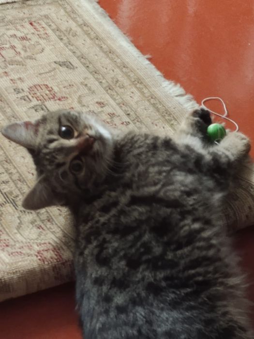 Отдам в добрые руки