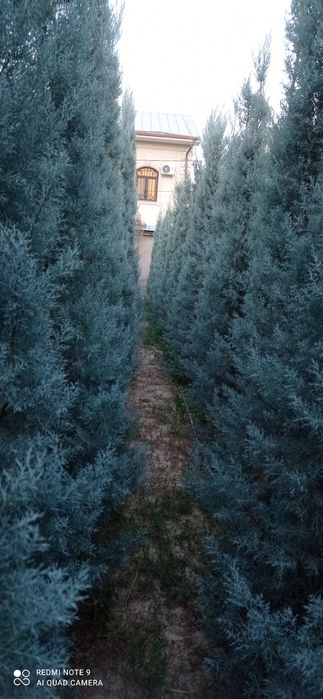 Arizonka kiparis sotiladi