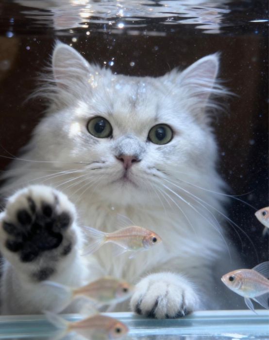 Продам чистокровного шиншилла-кота