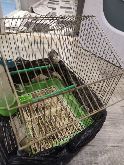 Канарче и 3бр. клетки