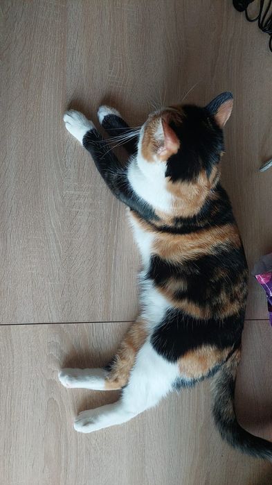 Потерялась кошка
