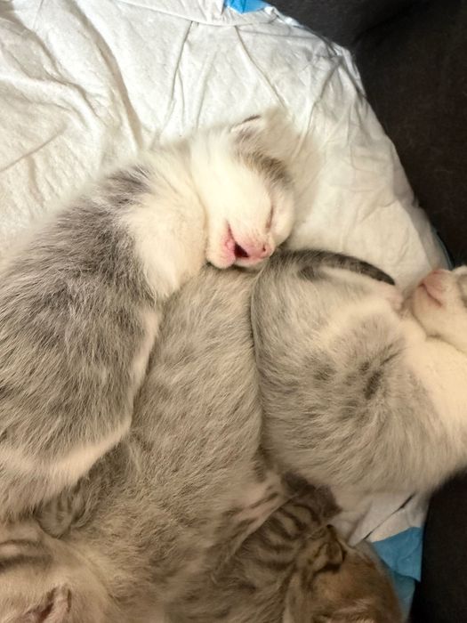 Котенок шотландский вислоухий