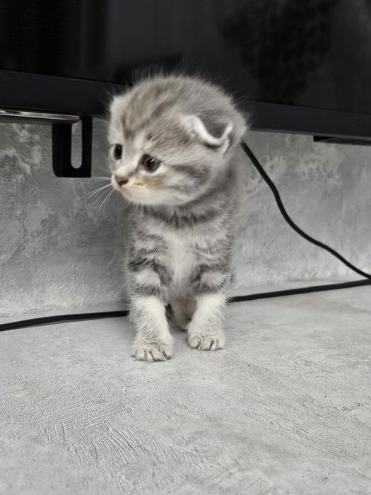 Продам умных котят