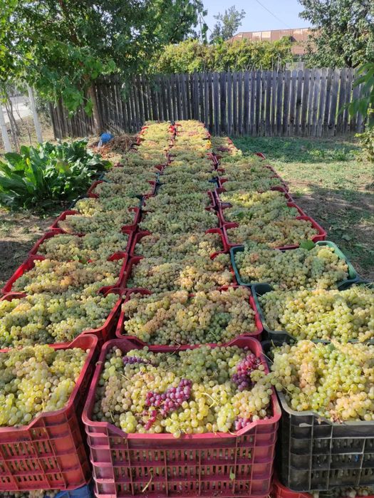 Vamd struguri de vin producator din vrancea