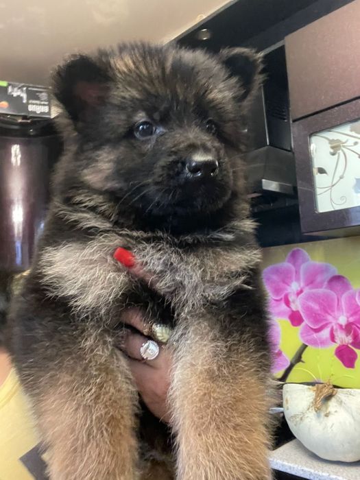 Щенки немецкой овчарки