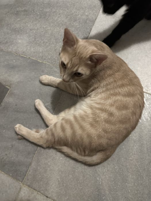 Коте - домашен любимец . Подарявам