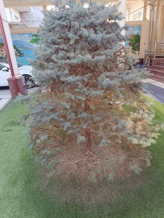 Daraxt kesish payvant qilish