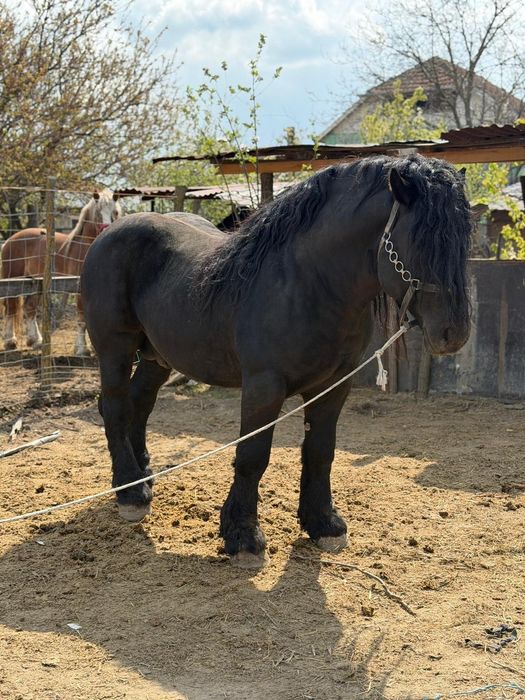 Armăsar de vânzare
