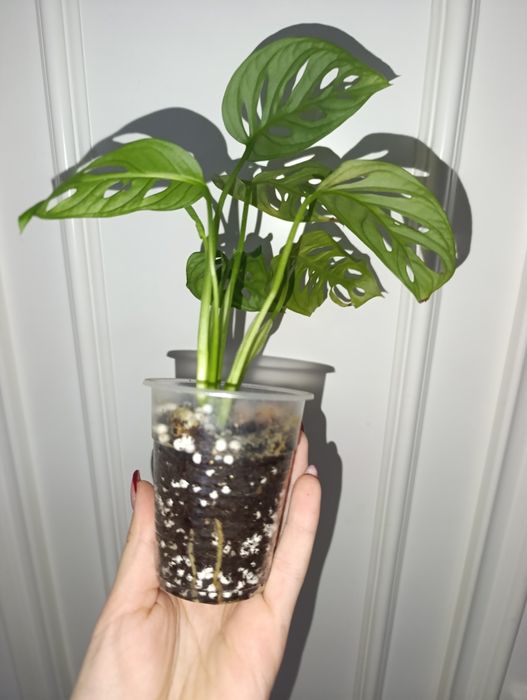 Продаётся монстера