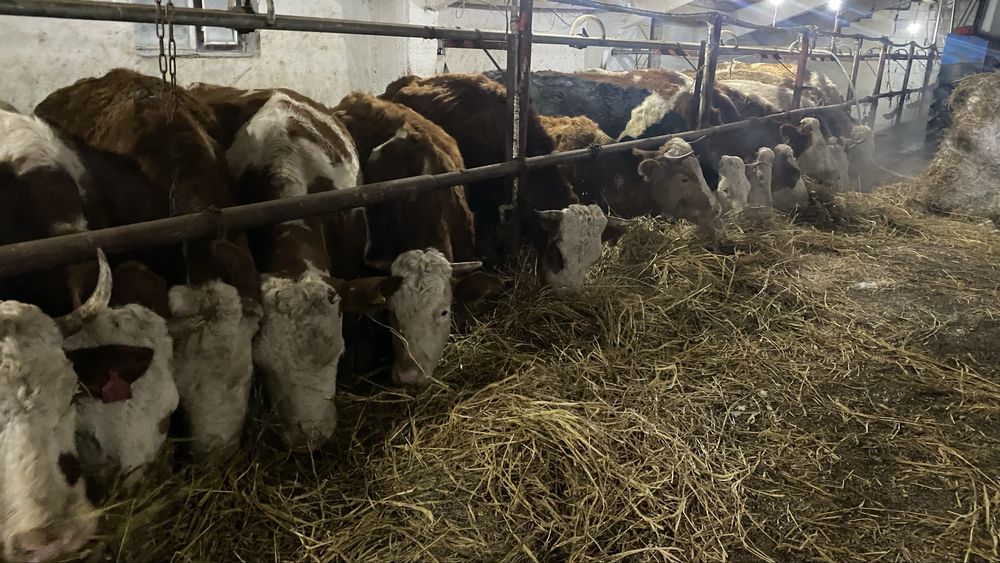 Сементал сиырлар