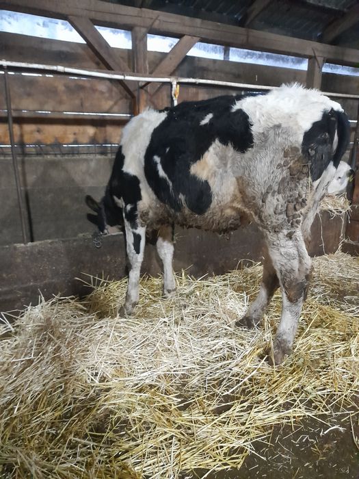 Vând vițea holștain