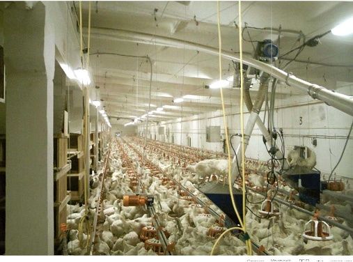 озонаторы в производстве птицы и птицепродуктов.