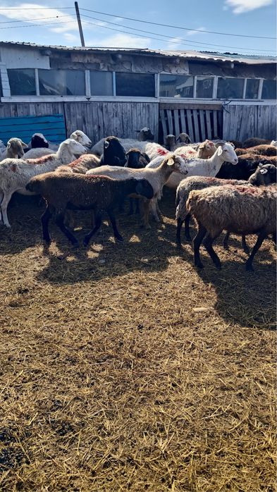 Продам 40 голов кошкаров