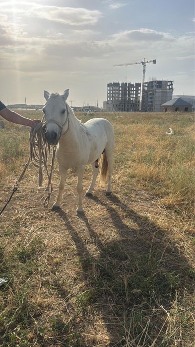 Пони сатылады оте пайдалы бизнес