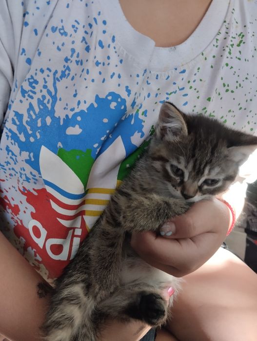 Котята 2 месяцев