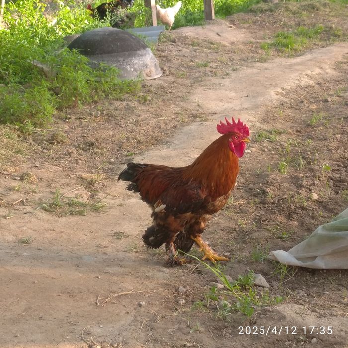 Xoʻrozlar soni 2 ta