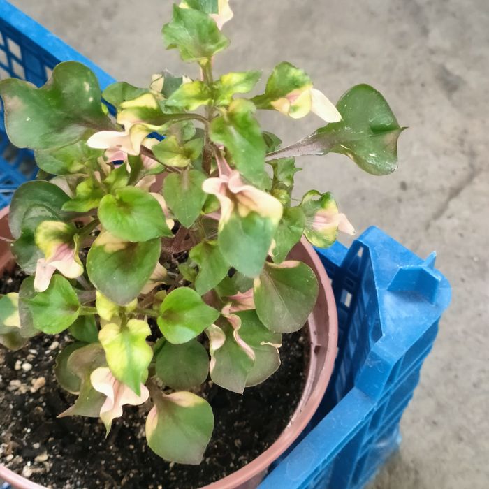 Цветочная Планета комнатные цветы