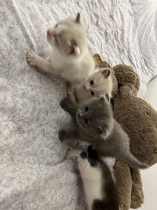 Котята, даром. Месяц