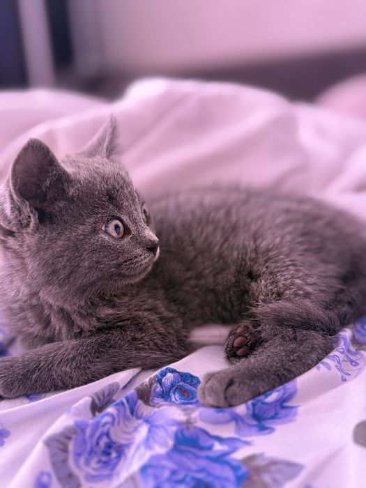 Британский Котенок домашний, Лео