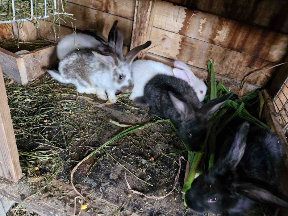 Disponibili Comuna Ighiu -Alba iulia