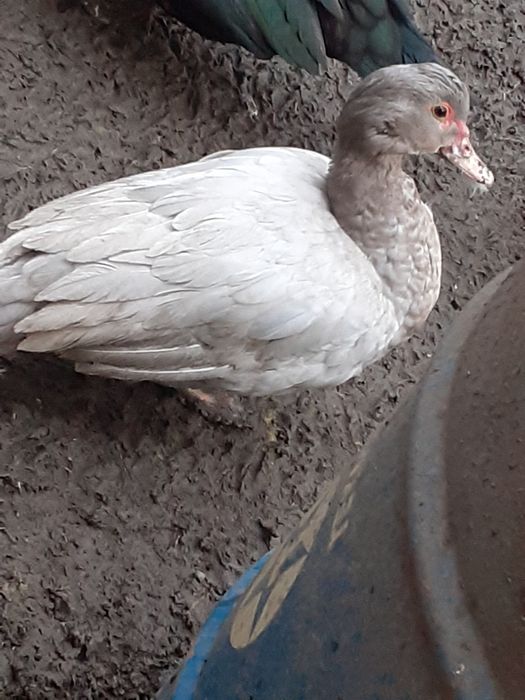 Vând rate lesesti și ouă și bobocei