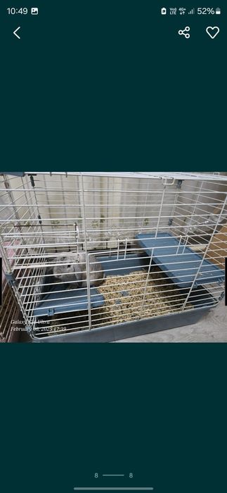 Продам декоративного кролика.