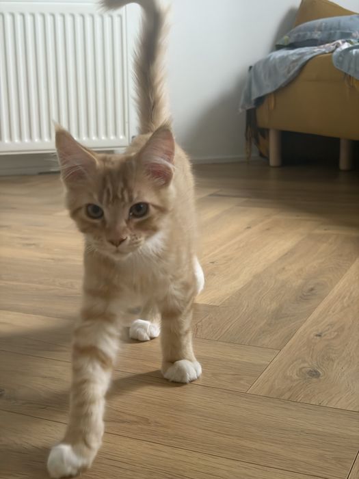 Котенок Мейн-кун мальчик