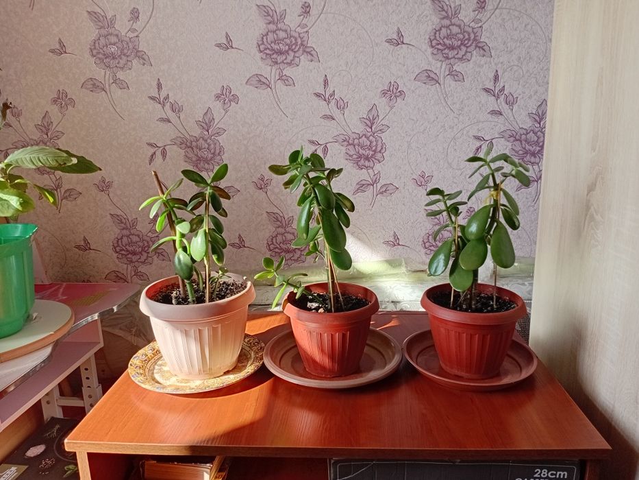 Продаю комнатный цветы