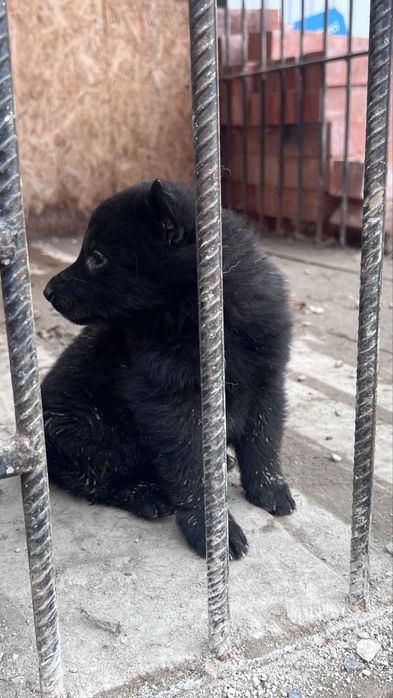 Щенки немецкий овчарки