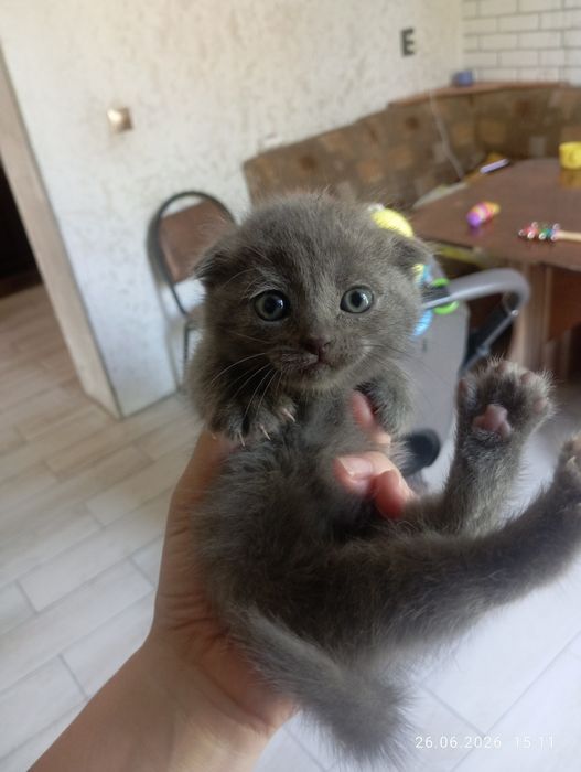 Котенок вислоухий