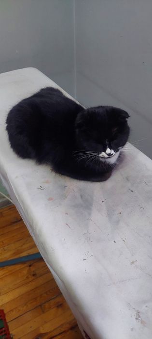 Skotish mushugi  Skotish mushugi 6 oy lek latokka oʻrgangan Tel 90-311