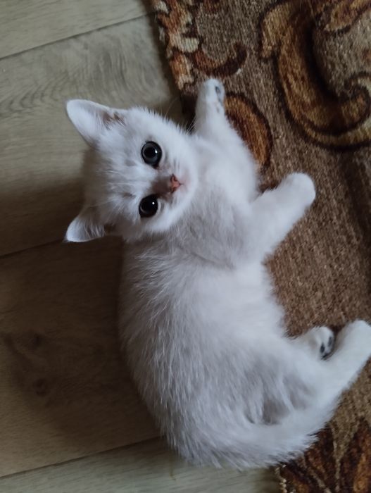 Серебристая шиншилла