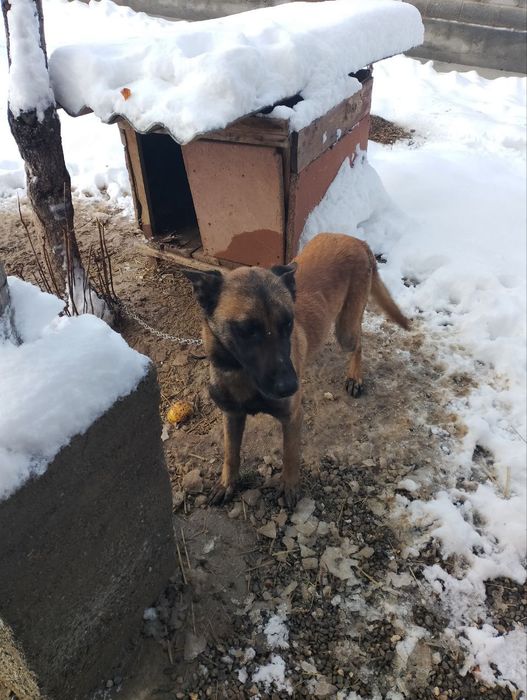 Erkak malinuva 9oylik