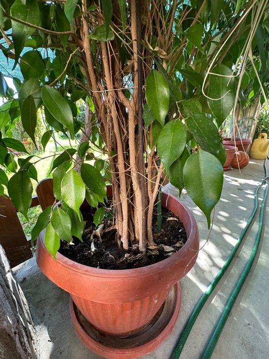 Бенджамини - 2 броя