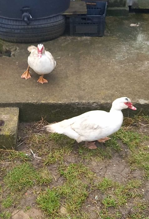 Rate mute,albe familie 2 ratoi si 3 rate