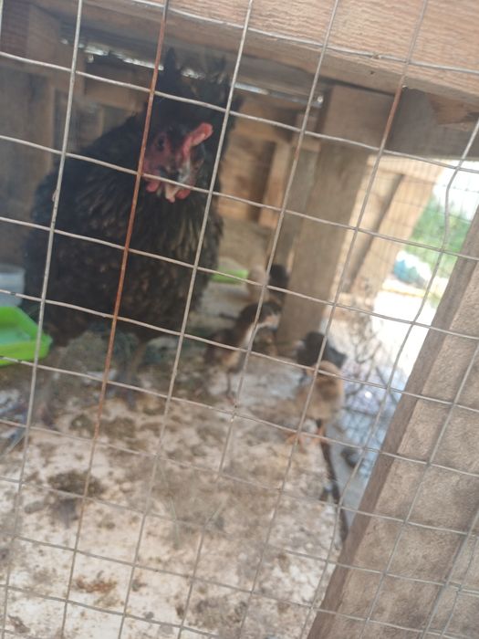 Продам срочно курицу с цеплятами