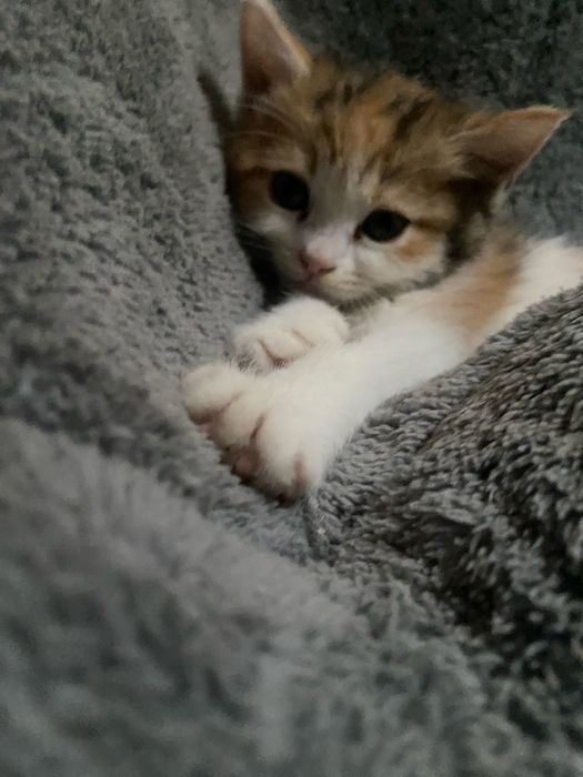 Продам котенка в хорошие руки