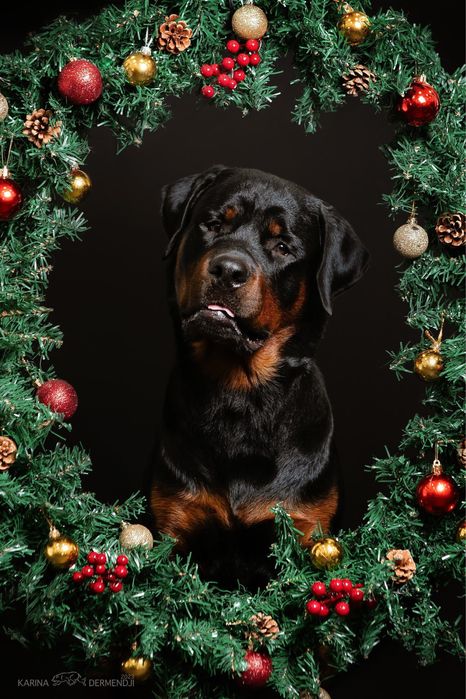 Вязка! Ротвейлер ищет невесту!