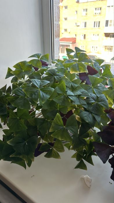 Оксалис (кислица,бабочка)