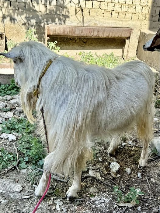 Sifatli zotli taka sotiladi