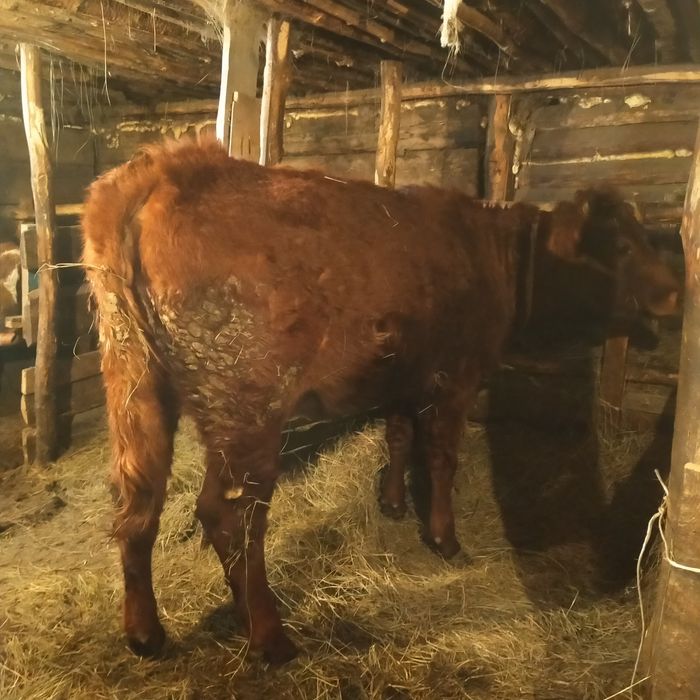 Продам телку срочно или обмен на корову