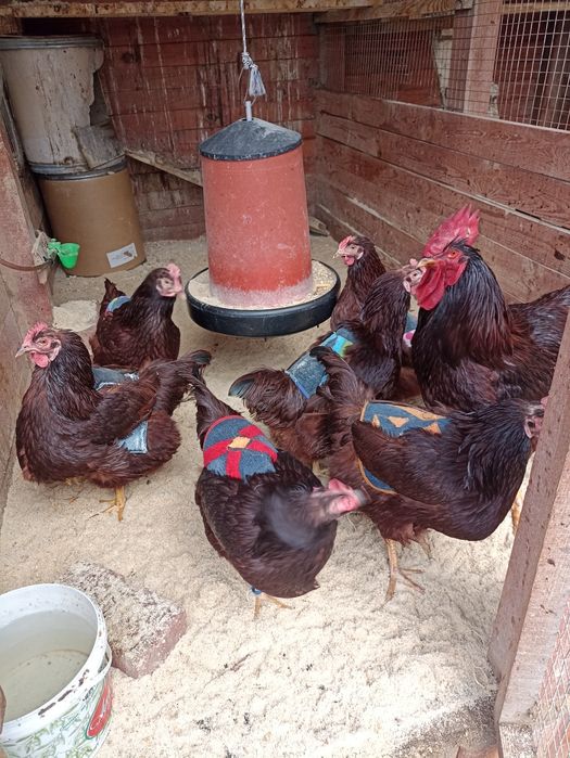 Разплодни/оплодени яйца